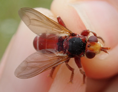 Myopa dorsalis