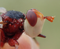 Myopa dorsalis