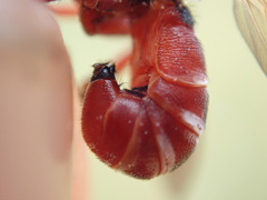 Myopa dorsalis