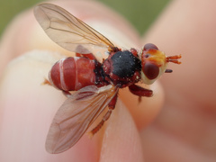 Myopa dorsalis