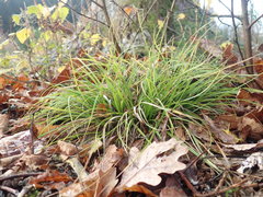 Carex pilulifera