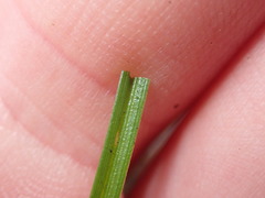 Carex pilulifera