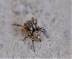 Habronattus fallax