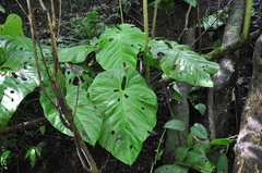 Anthurium colonense