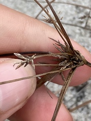 Cyperus grayi