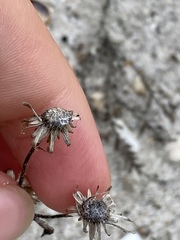Centaurea stoebe australis
