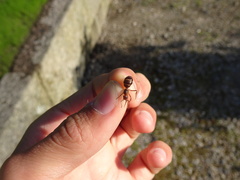 Formica truncorum