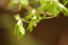 Vaccinium alaskaense