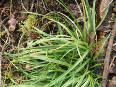 Carex pilulifera