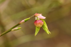 Vaccinium alaskaense