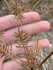 Cyperus grayi
