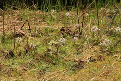 Petasites frigidus palmatus