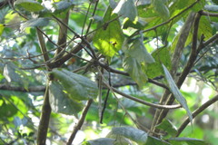 Basileuterus culicivorus