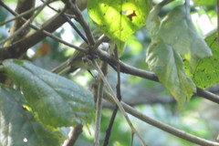 Basileuterus culicivorus