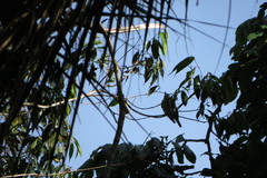 Basileuterus culicivorus