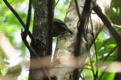 Antilophia galeata