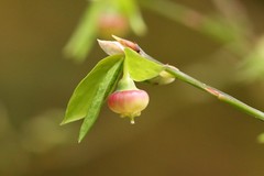 Vaccinium alaskaense