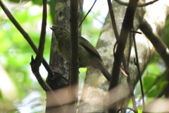 Antilophia galeata