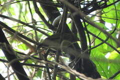 Antilophia galeata