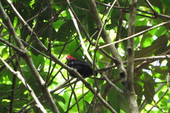 Antilophia galeata