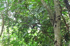 Antilophia galeata