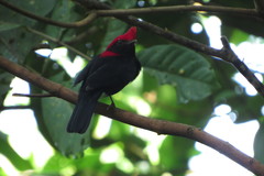 Antilophia galeata