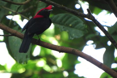 Antilophia galeata