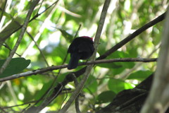 Antilophia galeata