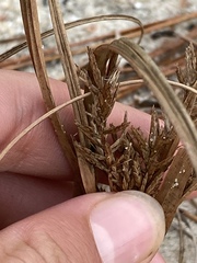 Cyperus grayi