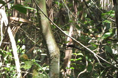 Herpsilochmus longirostris