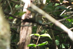 Herpsilochmus longirostris