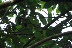 Arremon flavirostris