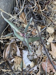 Penstemon centranthifolius