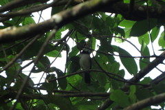 Arremon flavirostris