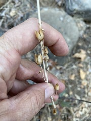 Penstemon centranthifolius