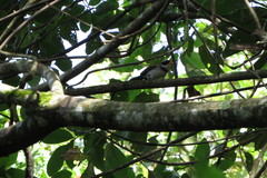 Arremon flavirostris