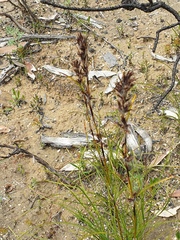 Schoenus villosus