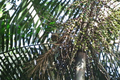 Vireo chivi