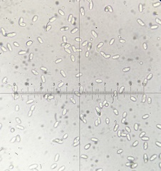 Clitocybe coniferophila