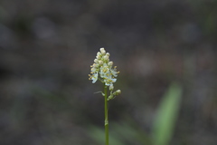 Zigadenus