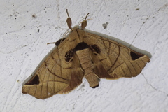 Apatelodes pandarioides