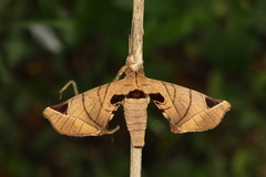 Apatelodes pandarioides