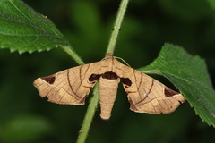 Apatelodes pandarioides