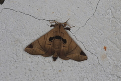 Apatelodes pandarioides