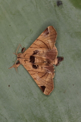 Apatelodes pandarioides