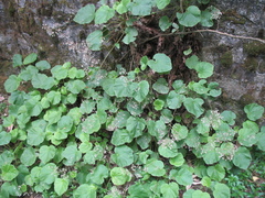 Heuchera longipetala