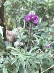 Sidalcea glaucescens