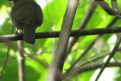 Antilophia galeata