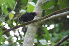 Antilophia galeata