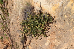 Penaea mucronata